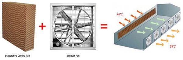 Cooling Effect Of Exhaust Fan And Cooling Pad